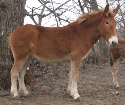 Mules for sale, draft mules, riding 
